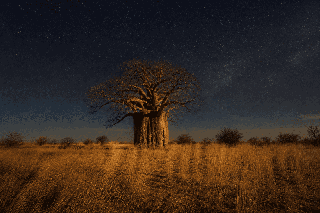 Baobab in gold grass under a star-filled twilight sky